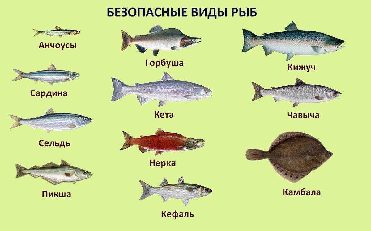 Какая рыба самая полезная для человека для похудения