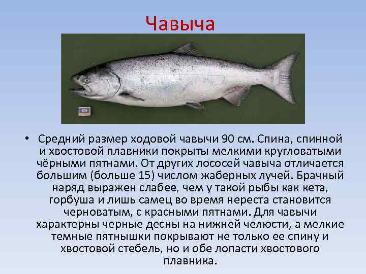 Сайра - описание рыбы, внешний вид, места обитания