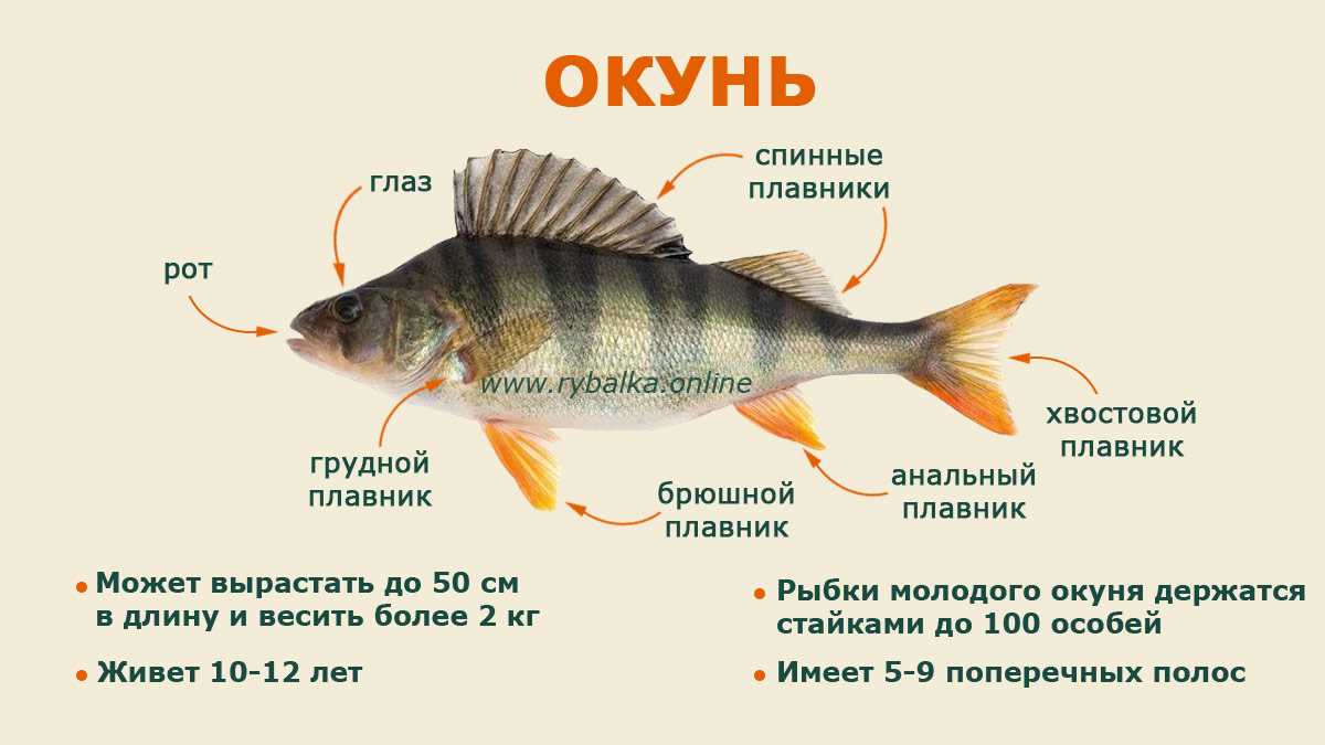 Морской окунь — польза и вред, можно ли при панкреатите