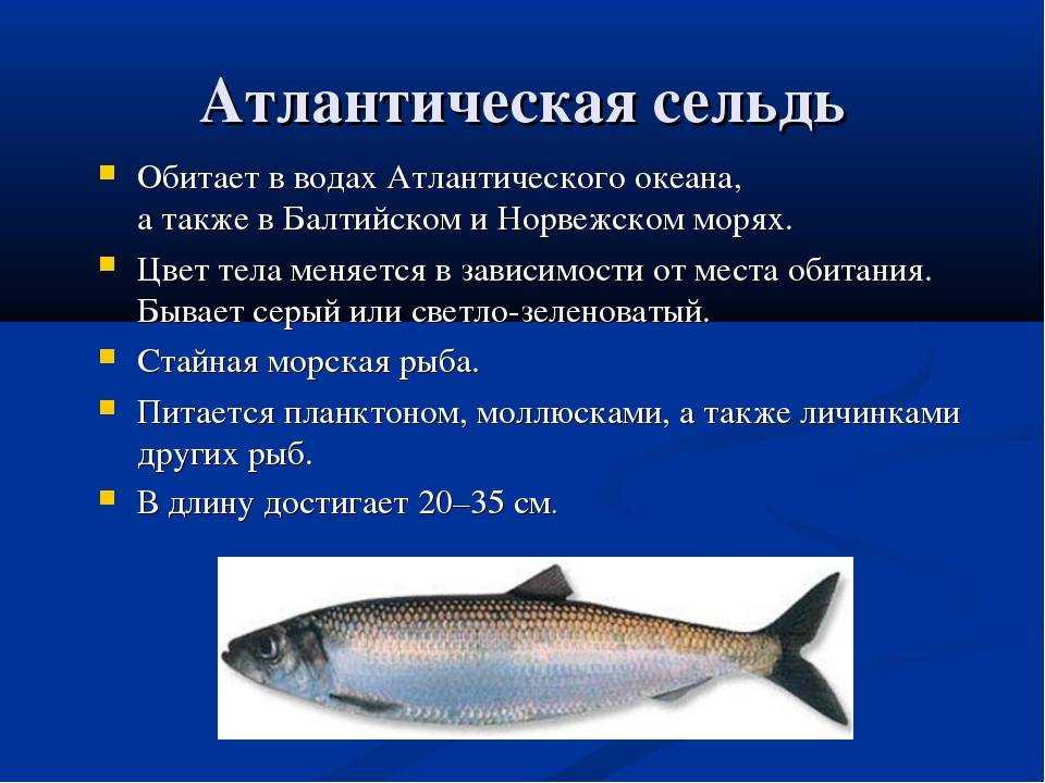 Сельдь - подробное описание рыбы: где обитает, чем питается