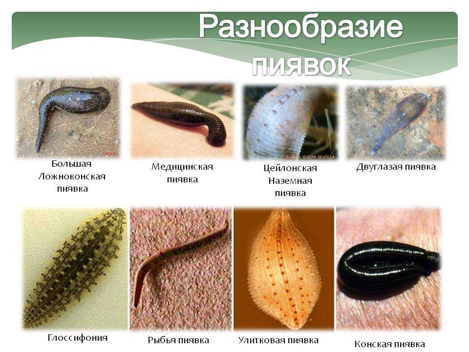 Сайгак (сайга) – описание, виды, фото, где обитает, чем питается