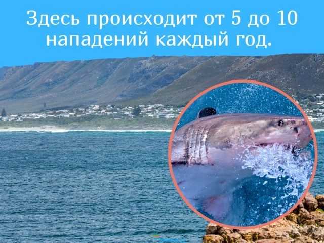 Топ-10 причин бояться осьминогов — toprating