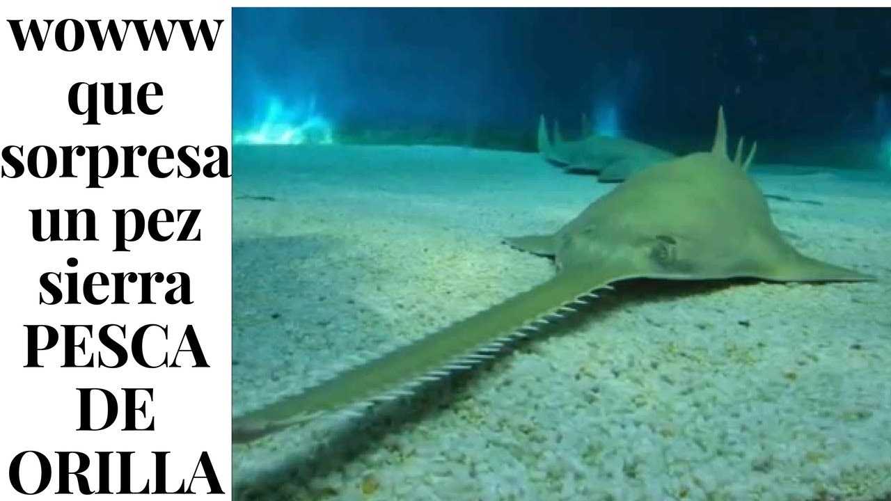 Где водится рыба пила. интересные факты об акуле-пиле