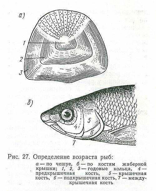 Как определить возраст рыбы