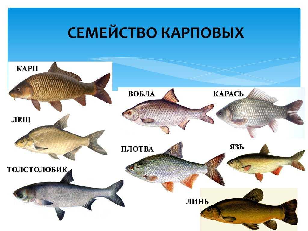 Какие рыбы относятся к многочисленному семейству карповых и где они обитают Что объединяет особей и кого их этих рыб держат в аквариумах