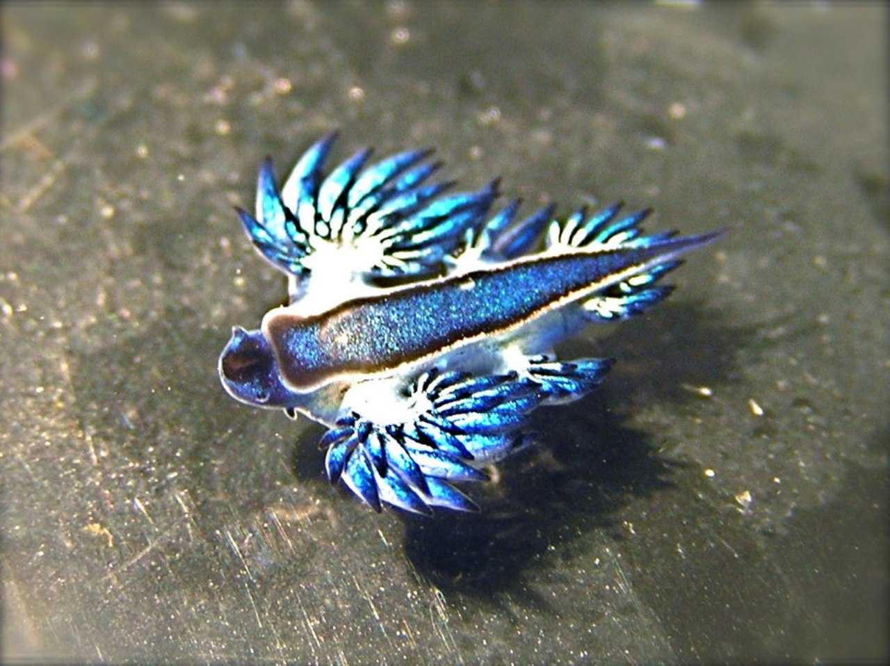 Голубой дракон: удивительное морское существо (glaucus atlanticus)