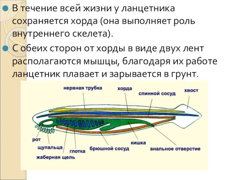 Общая характеристика хордовых. происхождение, строение и систематика