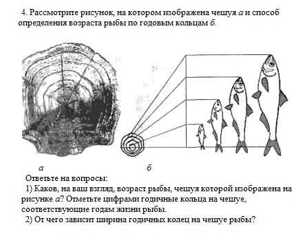 Как определить возраст бойцовой рыбки: 6 шагов