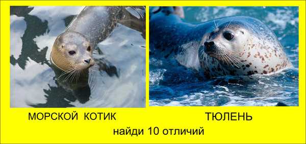 Морской котик — интересные данные и факты | vivareit