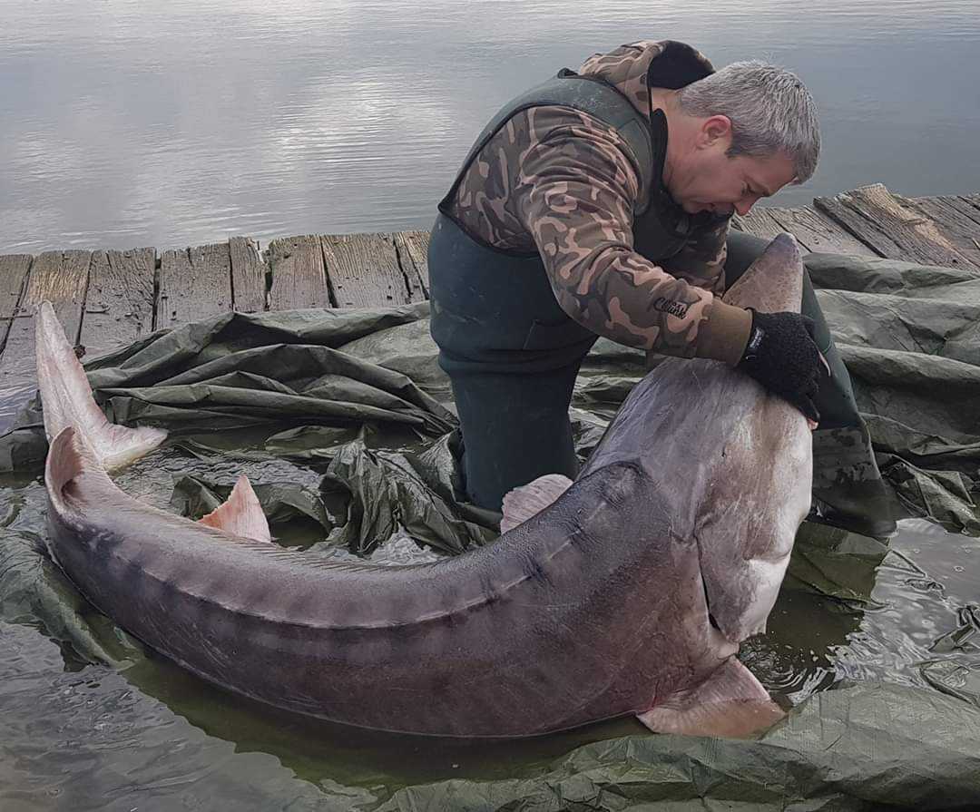 Рыба белуга: самая большая, где водится, описание