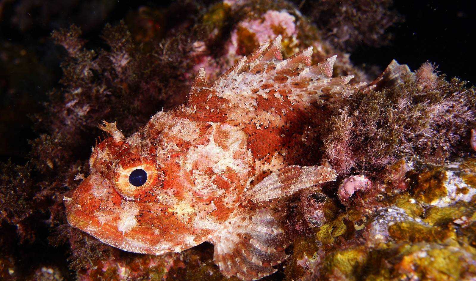 Рыбы черного моря: внешний вид, фото, особенности, интересные факты, среда обитания