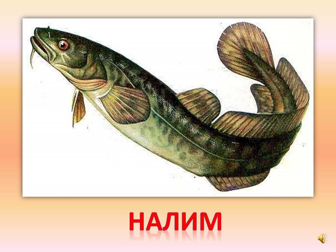 Рыба налим: описание и места обитания. нерест и ловля налима