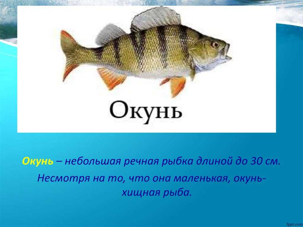 🚩 семейство окуневых: список рыб, разновидности