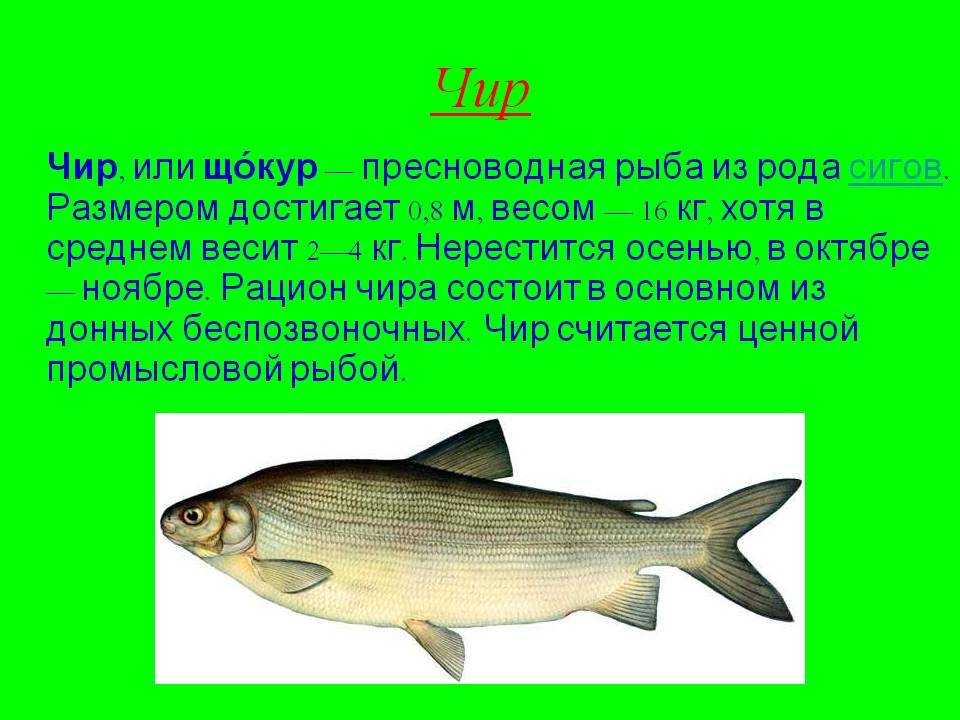 Рыба чир: описание, фото, википедия