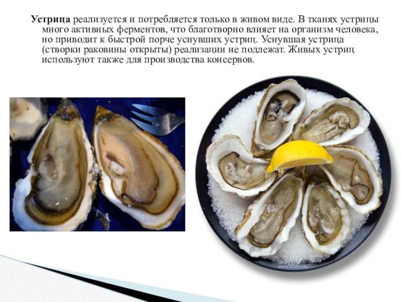 Устричный сезон: что мы знаем об этом деликатесе?