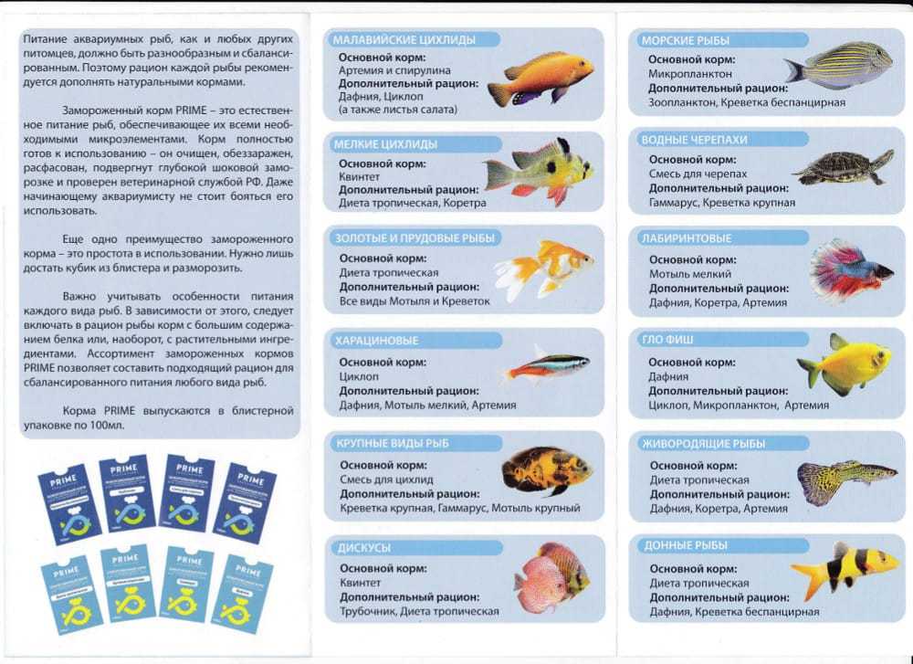 Ловля карпа: подбор снастей, наживки и места для карповой рыбалки