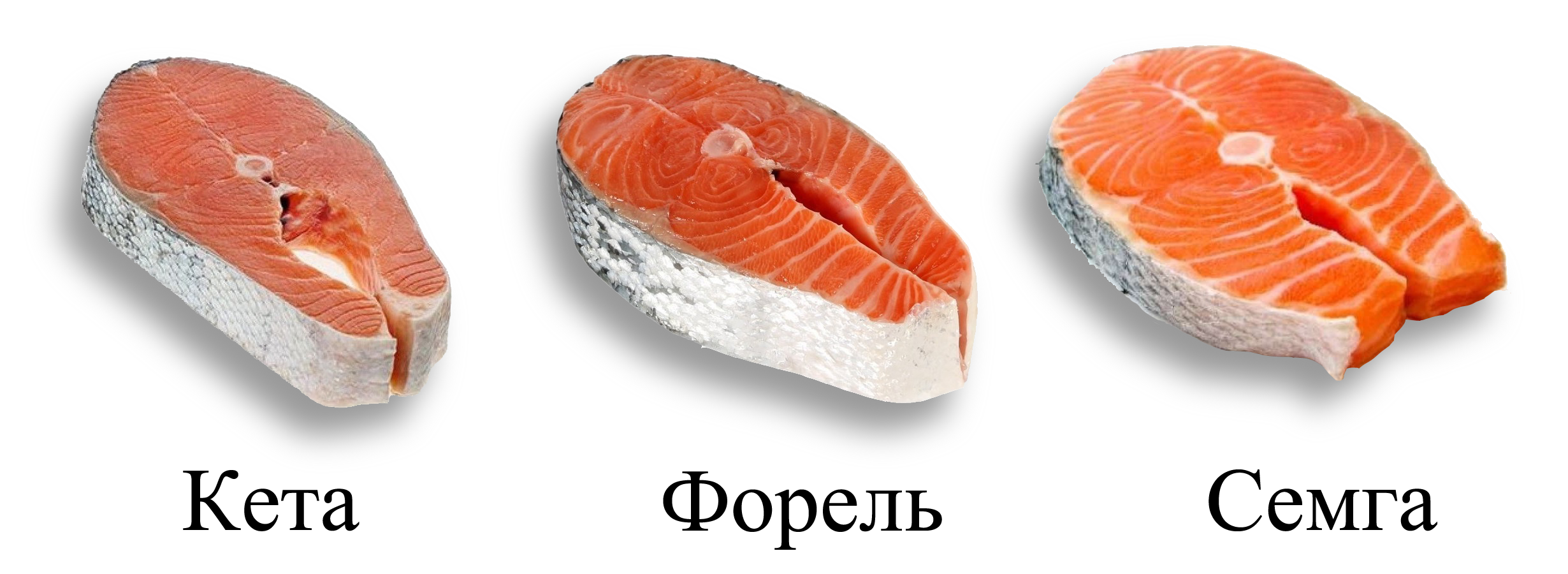 Лосось: описание рыбы, чем отличается от семги, где обитает, виды, способы ловли