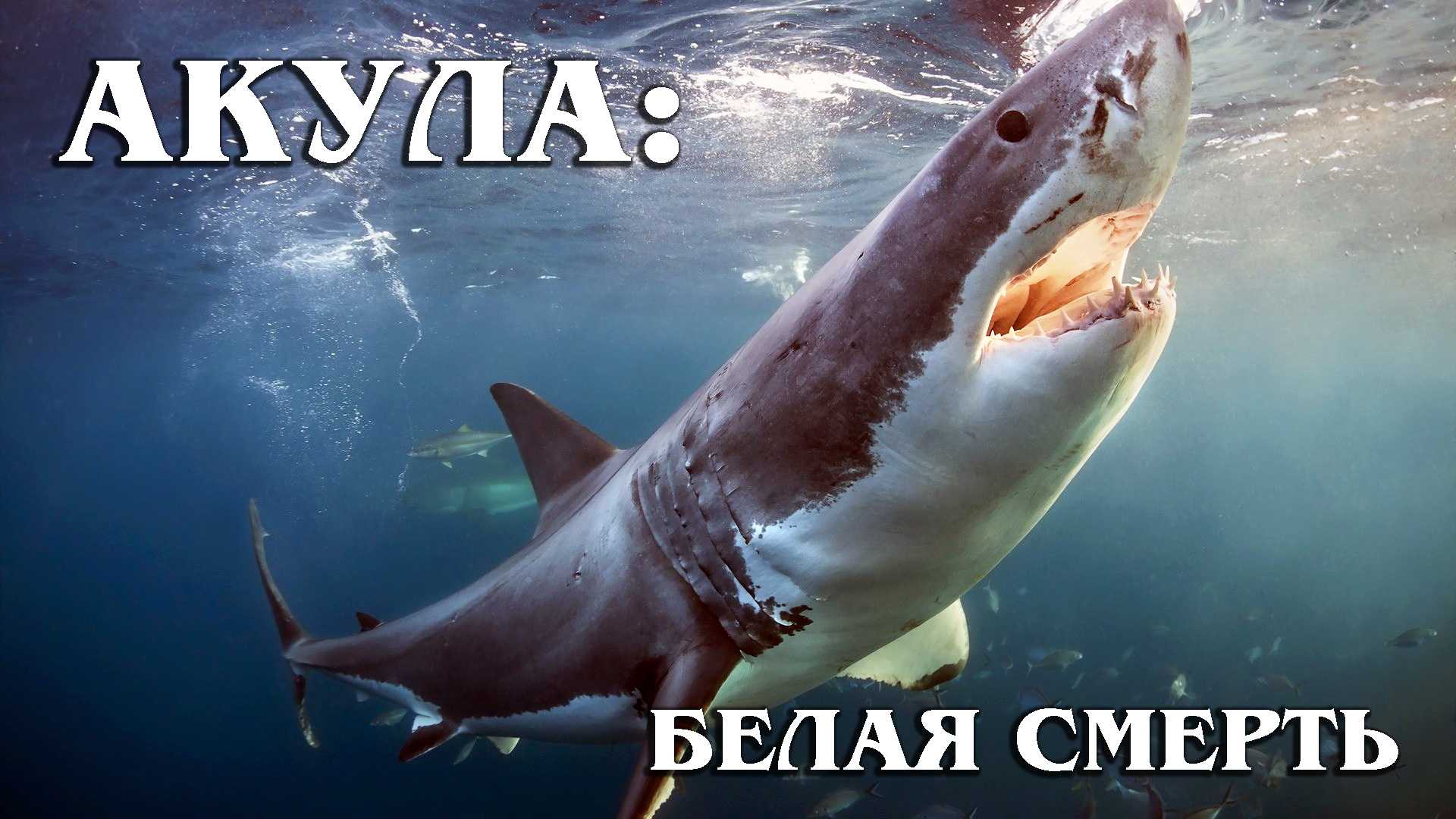 Касатки интересные факты. жизнь касаток | интересные факты