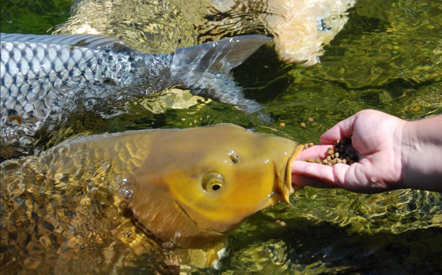 Как правильно кормить карпов в исскуственных водоемах Советы по кормлению взрослых особей, мальков и личинок Рекомендации по организации кормушки