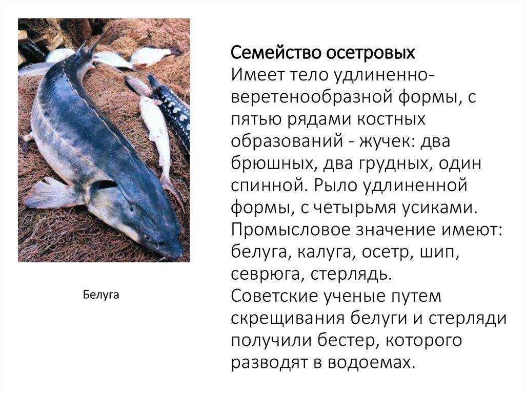 Насколько полезно мясо осетра и почему оно стоит очень дорого