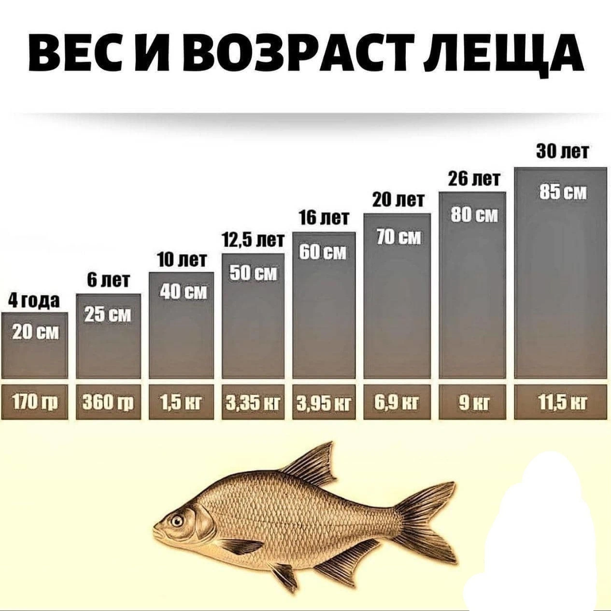 Самый большой карась: техника и секреты успешной ловли