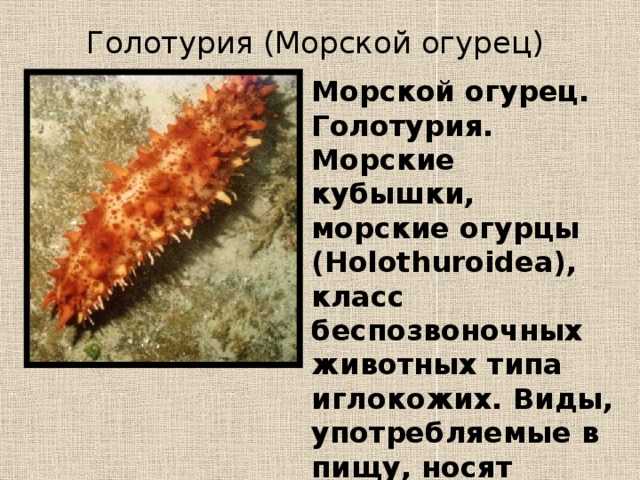 Трепанг - морской огурец, что это, фото и как готовить