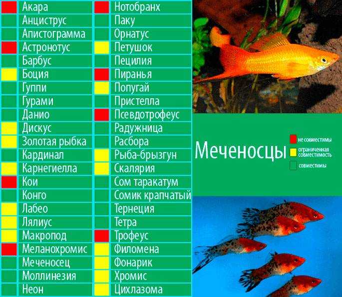 Метиннис серебристый – содержание, разведение, совместимость с другими