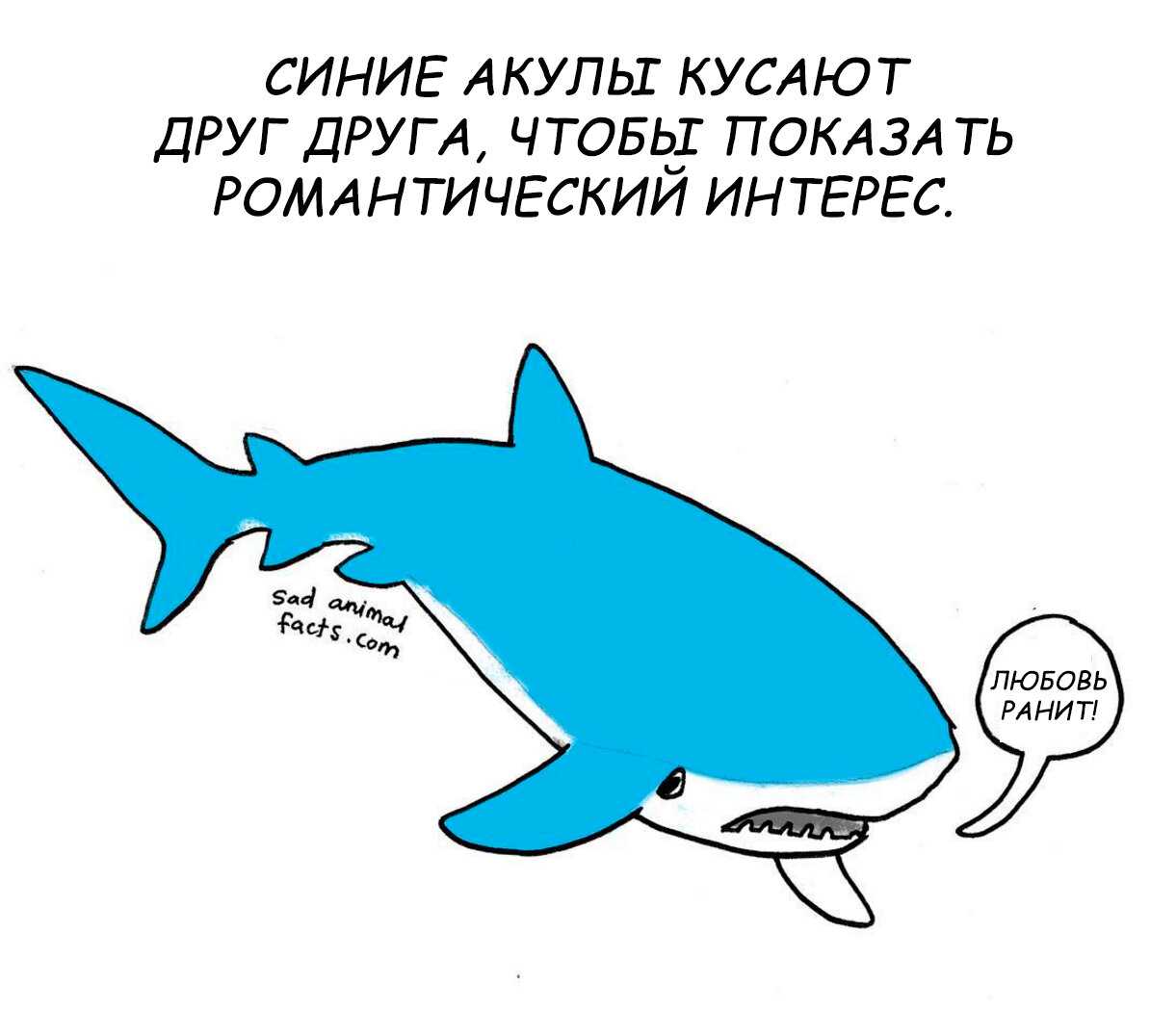 Что случилось с великой белой акулой в seaworld? - on secret hunt
