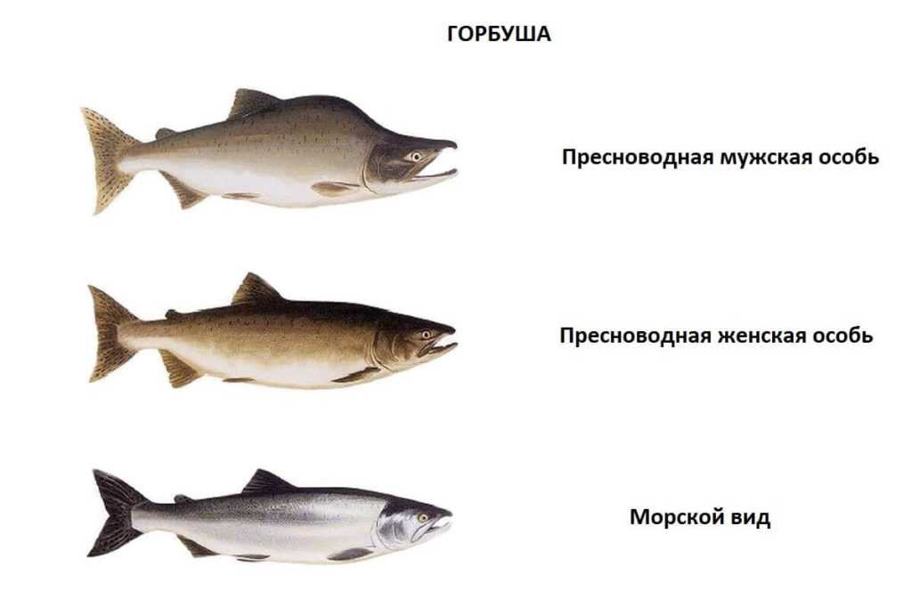 Горбуша: польза и вред для организма. горбуша: польза и вред для здоровья организма