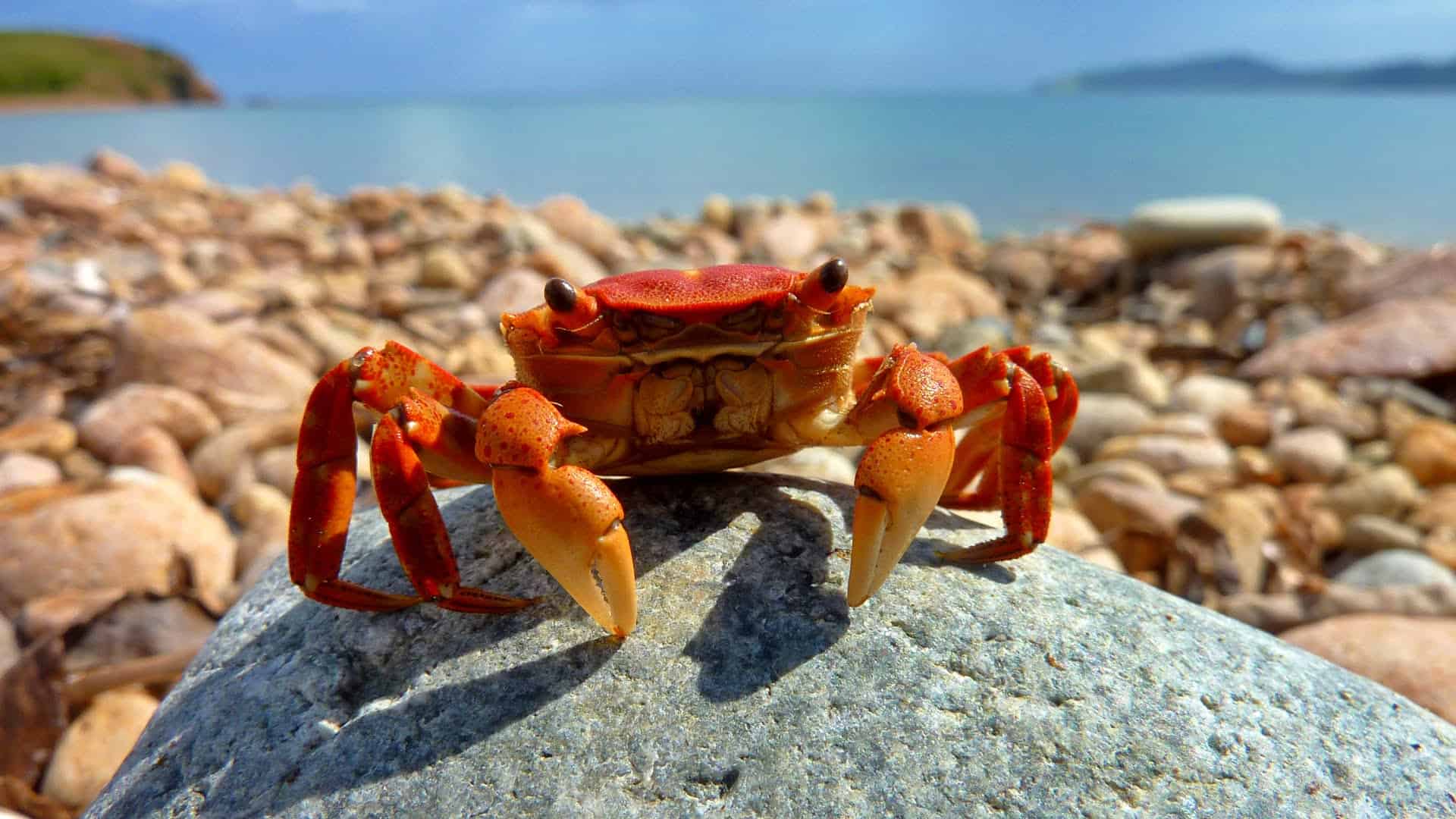 Крабы черного моря - черноморский, каменный, скалистый, травяной и другие