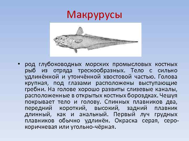Рыба макрурус - среда обитания, питательная ценность, польза и вред