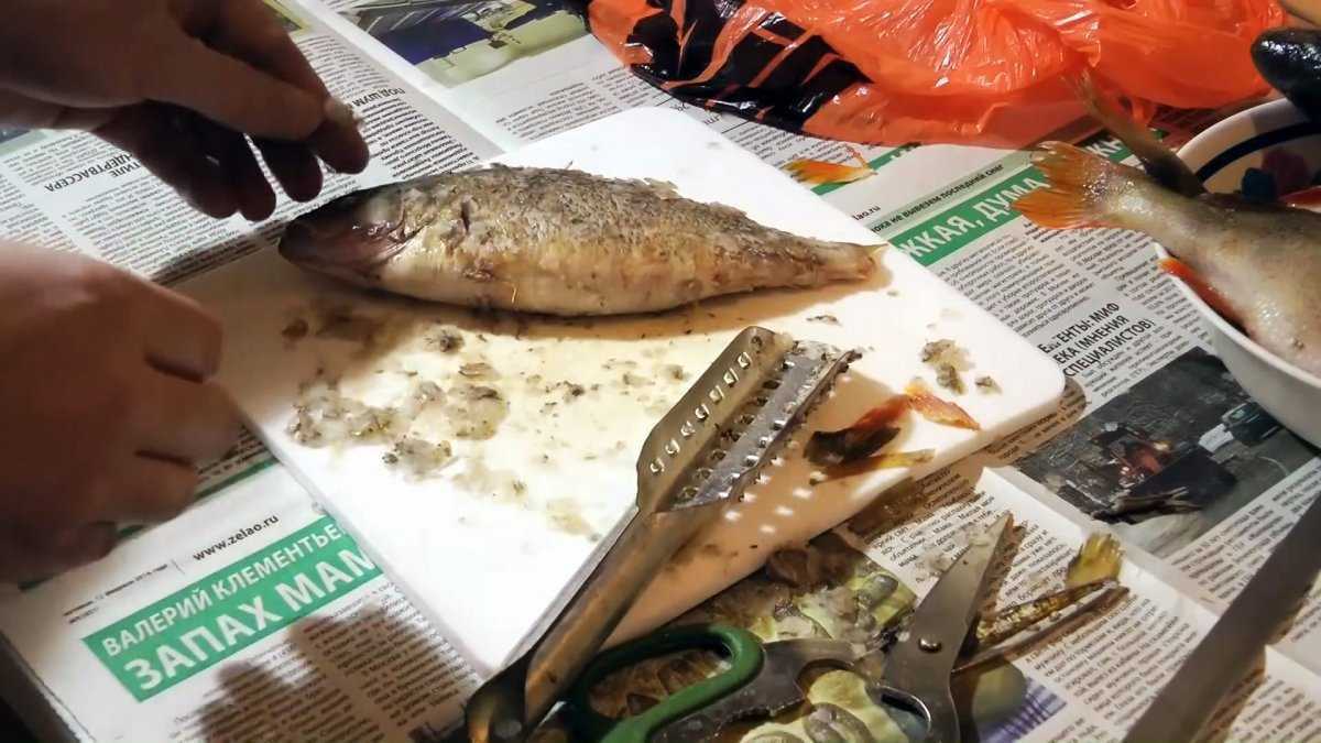 Как чистить окуня от чешуи