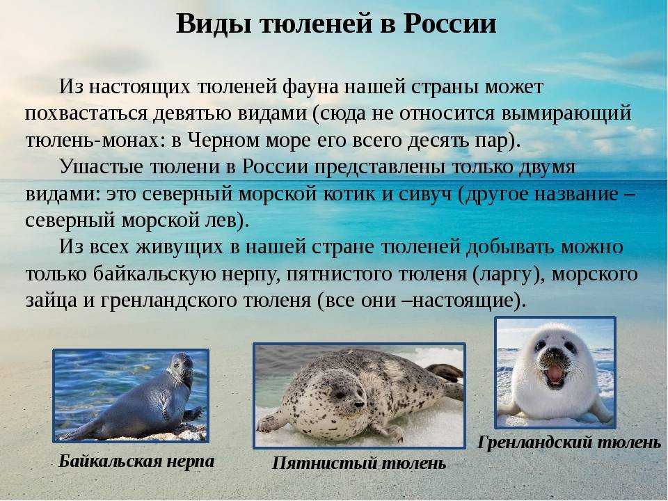 Тюлень-крабоед