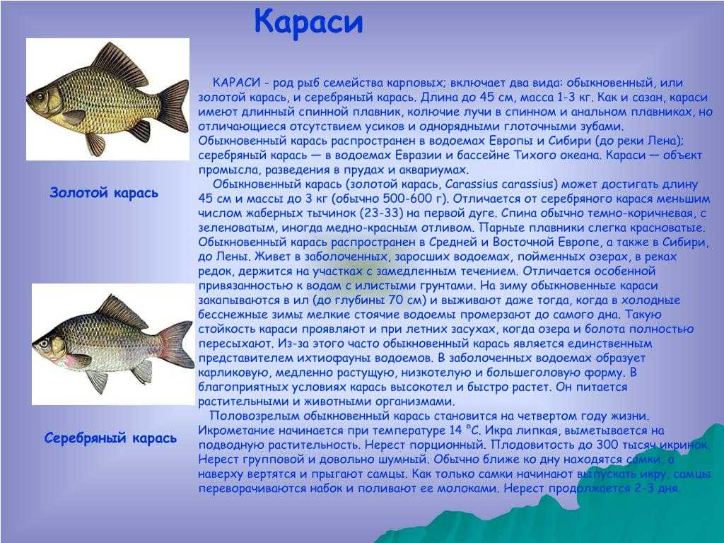 Рыба карась: разновидности и особенности поведения