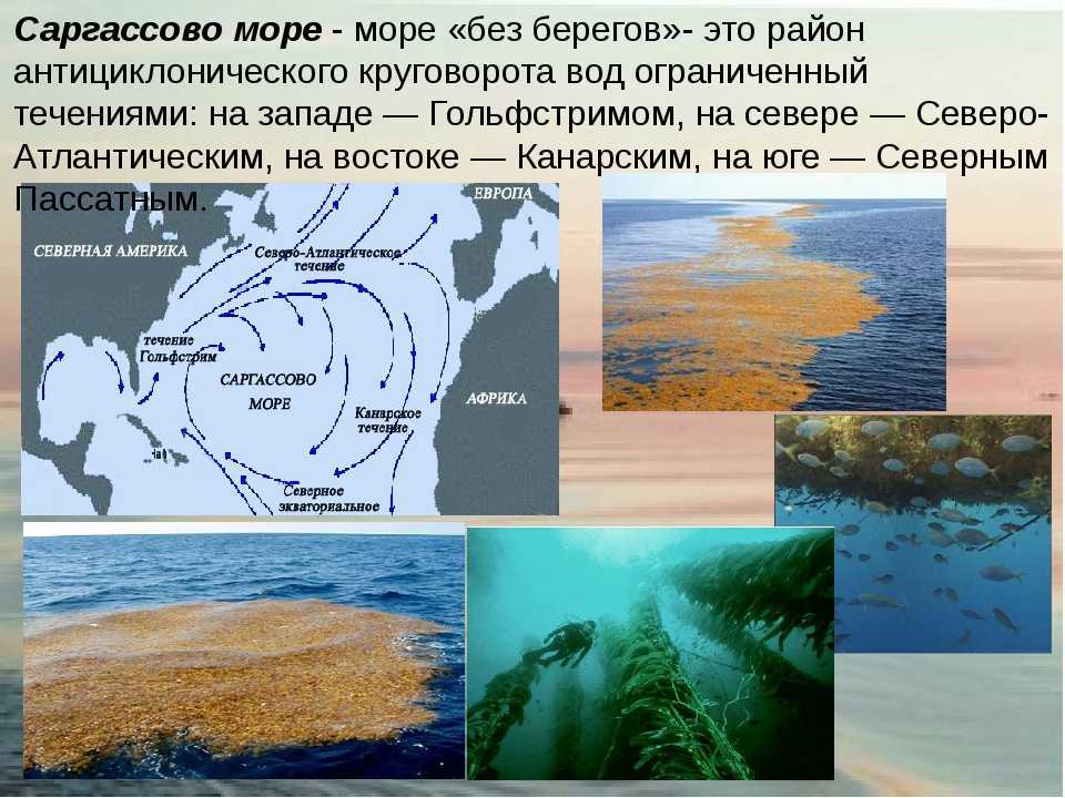 🚩 саргассовые водоросли: их подробное описание с фотографиями