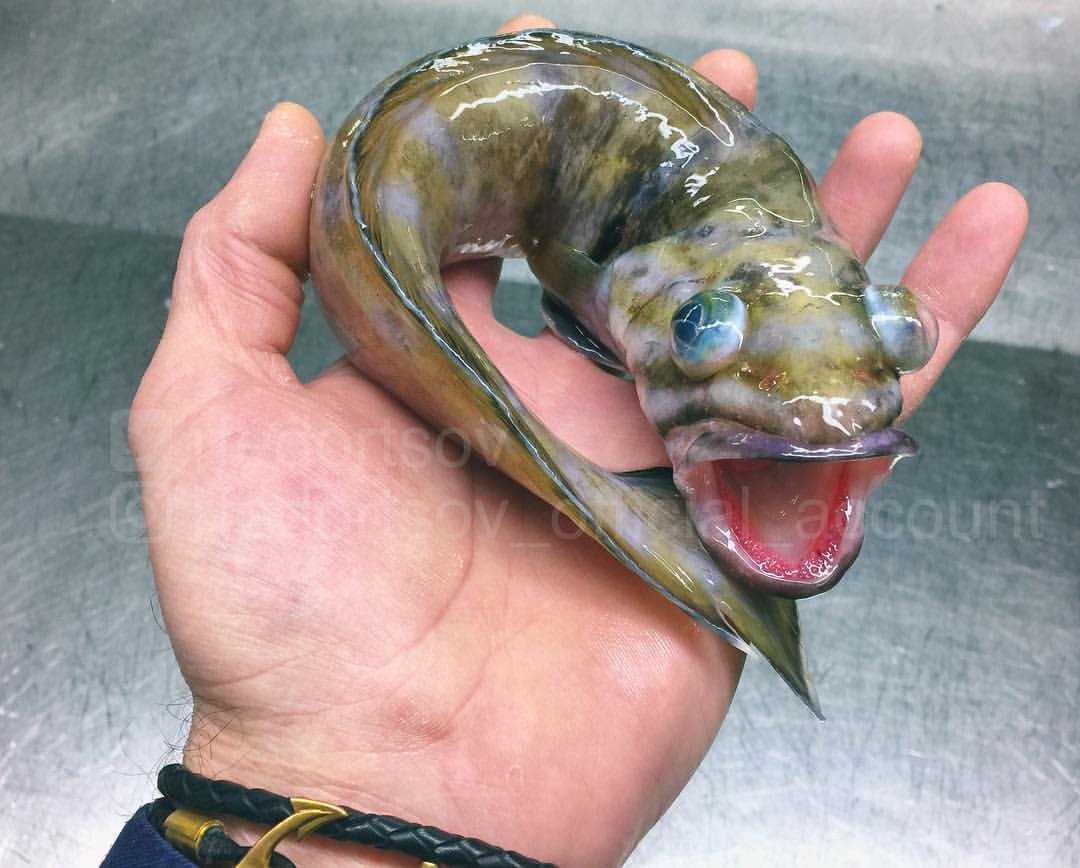 Самые опасные рыбы убийцы в мире