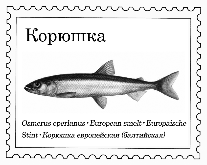 Корюшка - читайте на сatcher.fish