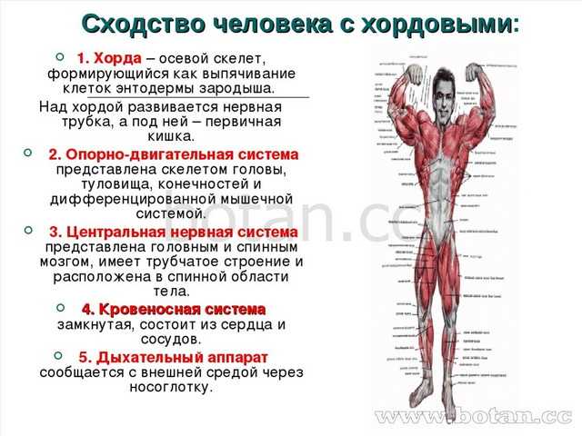 Карташев н.н., соколов в.е., шилов и.а. практикум по зоологии позвоночных. тема 7. скелет костистой рыбы - электронная биологическая библиотека