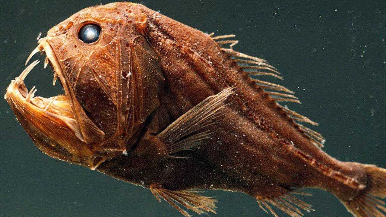 12 самых опасных подводных гадов египта, встречи с которыми лучше избегать