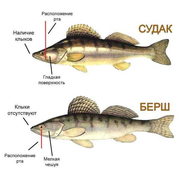Как выглядит и где водится рыба судак