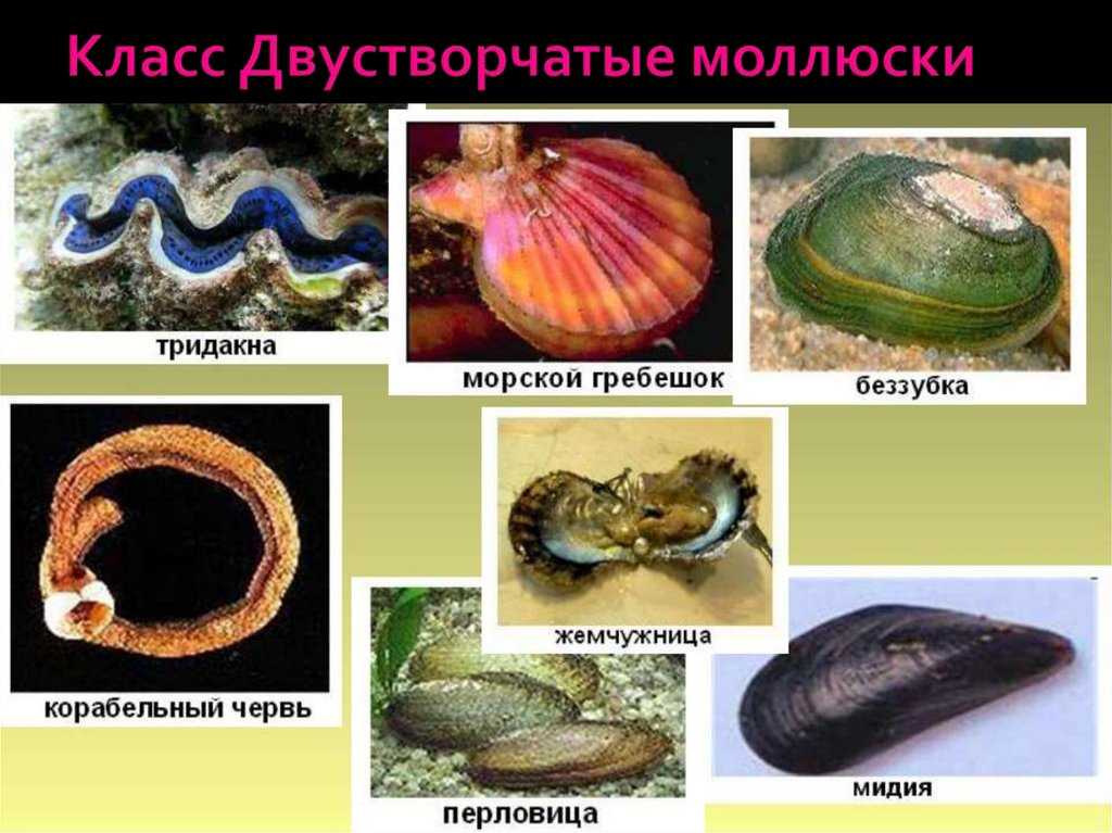Моллюски | группа rudive