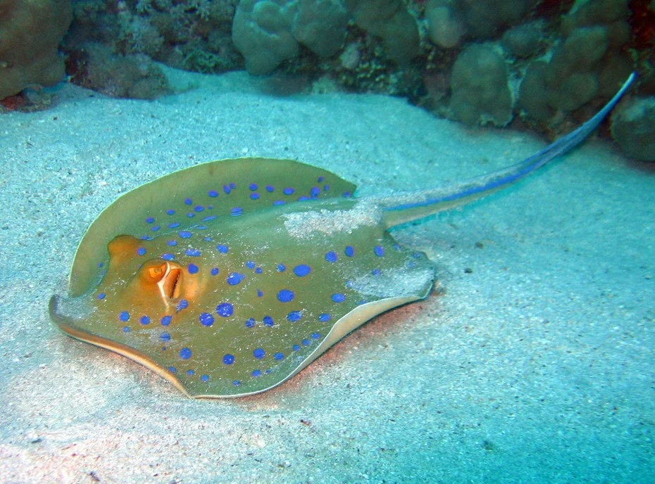 Скат морской дьявол