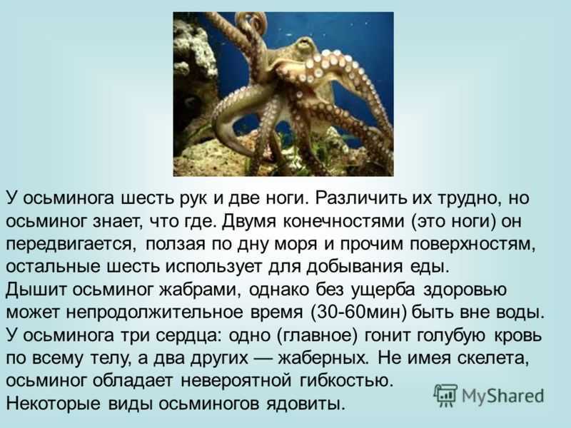 Осьминог это животное: описание, где обитает и чем питается