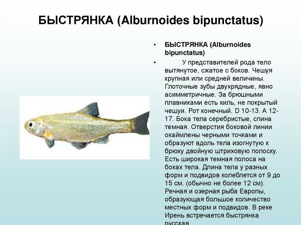 Быстрянка: описание рыбы с фото, где обитает, виды