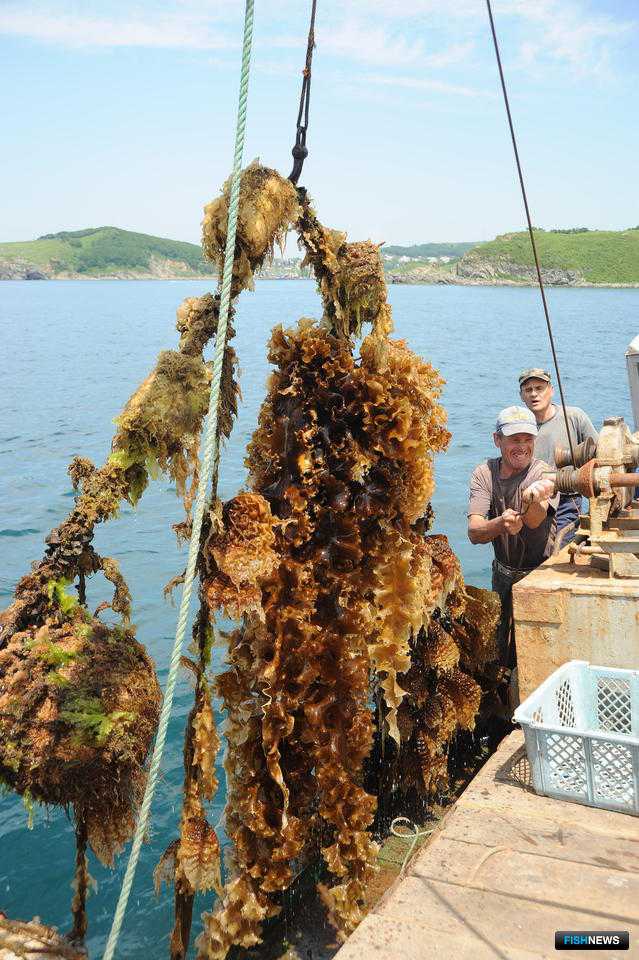 Свежая или сухая морская капуста: польза и вред, лечебные свойства для организма