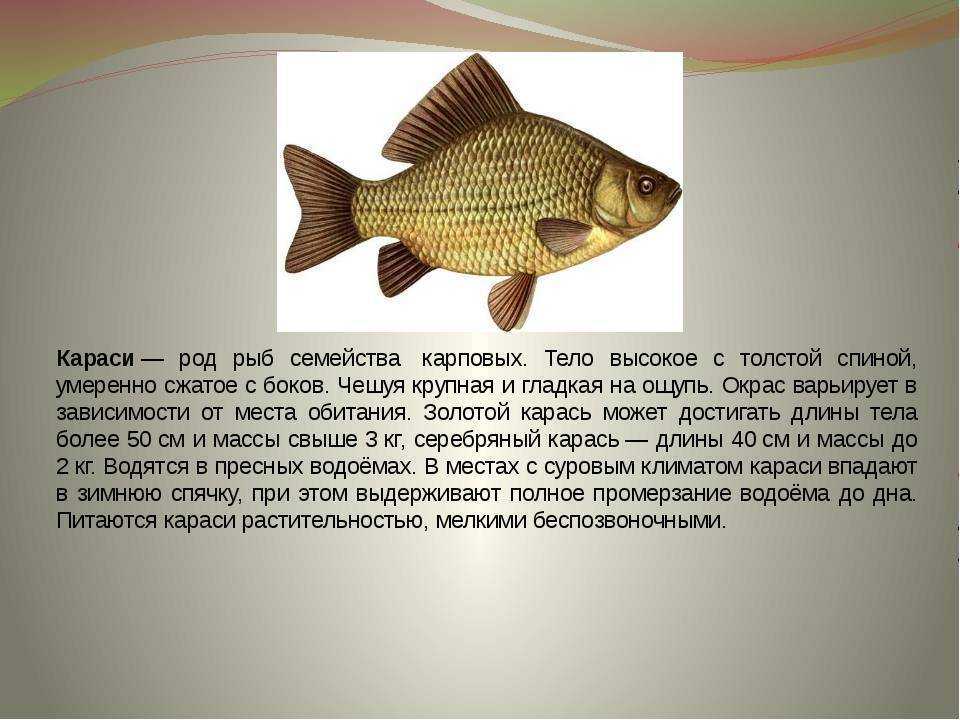 Обитатели реки - сайт великая волга!