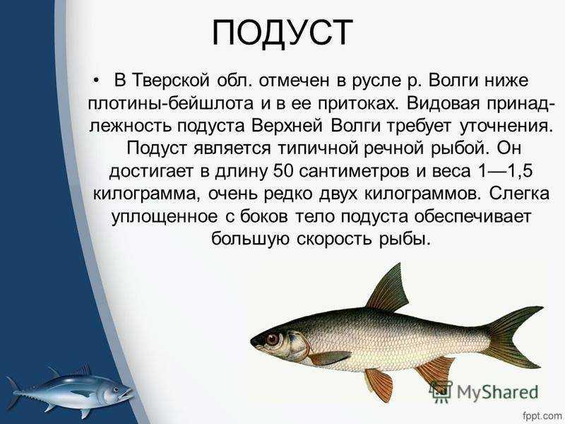 Шамайка — «царская рыба» южных морей