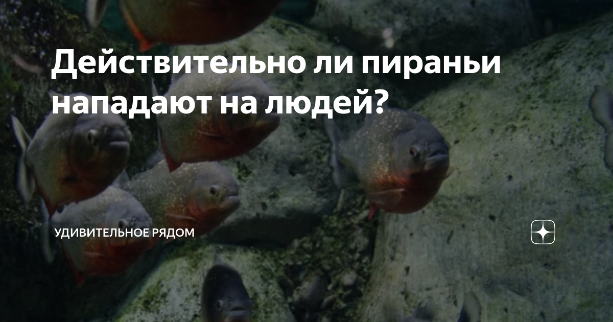 Укус пираньи