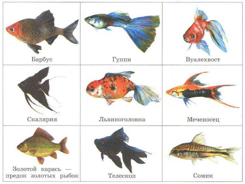 Самые неприхотливые аквариумные рыбки, советы по выбору, уходу