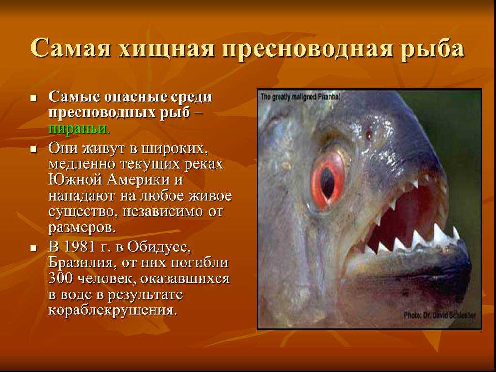 Хищные рыбы. названия, описания и особенности хищных рыб | животный мир